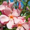 Auch der herrliche Oleander braucht bei kälteren Temperaturen ein Winterquartier. Gartenexpertin Marianne Scheu-Helgert rät aber, Kübelpflanzen so lange wie möglich draußen zu lassen und bei ersten Raureifnächten zunächst an die Hauswand zu ziehen und komplett mit Vlies abzudecken.