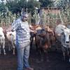 Father Ambrose Chuwa, der Leiter des Krankenhauses, mit einem Teil der Kuh-Herde. Auch die ersten Kälbchen sind inzwischen geboren. 	