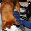 Ein Jahr nach der Operation kann Ben Kirschke  mit Hund Kessy toben. 