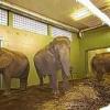Neues Elefantenhaus im Augsburger Zoo