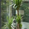 Die Yucca-Palme oder auch Palmlilie ist eine beliebte Zimmerpflanze. Neben dem perfekten Standort für die Pflanze verraten wir Ihnen auch, wie Sie die Palmlilie pflegen.
