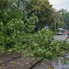 Durch den Sturm stürzte ein Ast auf die Oberleitung der Straßenbahn an der Konrad-Adenauer-Allee. Dadurch musste der Straßenbahnverkehr eingestellt werden