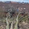 Im Biotop am Erlberg in Aindling fiel ein riesiger Baum um. Er stürzte genau auf das Scheunendach eines landwirtschaftlichen Anwesens, das sich südlich unter dem Hang befindet. Vor zwei Jahren war schon einmal ein Baum auf das Dach gekracht.
