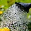 Obst und Gemüse sollten zurzeit nur mit Trinkwasser gegossen werden, rät das Landratsamt Neu-Ulm. 	