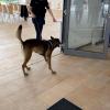 Ein Polizeihund sucht in der Realschule Mering beim Israeltag nach Sprengstoff.
