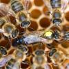 Eine Königin sitzt umringt von Honigbienen ihres Staates auf einer Wabe.