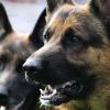 Ein Hundebesitzer und sein Dackel wurden von zwei Schäferhund-Rüden angefallen.