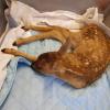 Eines der Rehkitze, die nahe Kaisheim wohl ein Hund attackiert hat. Die Helfer im Tierheim in Hamlar konnten das Leben der Kitze nicht retten.