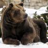 Im Winter ruhen die Braunbären und zehren von ihren Energieresserven.