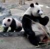 Das Panda-Junge Xiang Xiang und seine Mutter Shin Shin im Ueno Zoo in Tokio. Hunderte glückliche Losgewinner kamen am Dienstag zum ersten öffentlichen Auftritt des Panda-Babys.