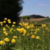 Wo wuchs die Trollblume früher? Der Landschaftspflegeverband Aichach-Friedberg ruft die Landkreisbürger dazu auf, frühere Vorkommen der seltenen Pflanze zu melden.  