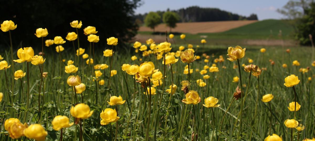 30 Jahre im Einsatz für die Natur: Damit auch kommende Generationen Trollblume und Kiebitz kennen