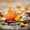 Wann ist Herbstanfang? Warum gibt es einen kalendarischen und einen meteorologischen Herbstbeginn? In diesem Artikel finden Sie die Antworten.