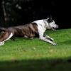 Griechischer Hund legt A8 lahm: Vierbeiner büxt bei Gassi-Pause auf Autobahn aus. Drei Stunden Sperre