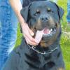 Ein 23-Jähriger meldete sich bei der Polizei Burgau, er habe den Hund bei Burtenbach zu Tode getreten, um sich zu verteidigen. Das Tier habe ihn angegriffen. (Symbolbild)
