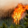 Die Waldbrand in Kanada wüten weiter. Nun erklärt Biritish Columbia den Notstand.