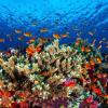 Das Naturwunder Great Barrier Reef ist eines der größten Organismen der Erde. Es ist auch die Heimat des kleinen Säbelzahnschleimfisches.