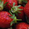 Rote Pracht: Derzeit haben Erdbeeren Hochsaison. In Hittistetten werden sie tonnenweise gepflückt.