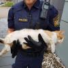 Diese Katze ist von der Autobahnpolizei Holzkirchen gerettet worden.