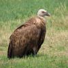 Dieser Gänsegeier ist vor kurzem auf einem Feld bei Rennertshofen entdeckt worden. Er war sehr schwach und wird nun aufgepäppelt.