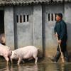 Ein chinesischer Landwirt treibt seine Schweine in den Stall. Forscher aus China haben ein neues Schweinegrippe-Virus identifiziert. 
