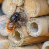 Nicht nur Wildbienen erfreuen sich an Insektenhotels: Auch Holzbienen kann man damit helfen, einen Nistplatz im eigenen Garten zu finden.
