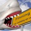 Mit dieser Fotomontage illustrierte das LT vor zehn Jahren die „StopFinning“-Aktion der Tierschutzorganisation Peta. Jetzt gibt es eine europaweite Petition, die erreichen will, dass Haien die Flossen nicht mehr bei lebendigem Leib abgeschnitten werden dürfen. Diese Praktik wird auf Englisch „finning“ genannt. 	 	