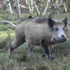 Wildschweine fühlen sich im Lechauwald bei Todtenweis sauwohl.