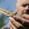 Hobbyangler Hans-Uwe Boerner hält in Neukloster ein Petermännchen (Trachinidae) in der Hand.