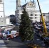 Eine Familie aus Dinkelscherben hat die rund 16 Meter hohe Nordmanntanne für den Rathausplatz gestiftet.