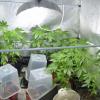 Eine Aufzuchtanlage für Cannabis hat die Polizei in Mindelheim entdeckt. Die Hanfpflanzen wurden beschlagnahmt.