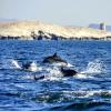 Plötzlich Delfine: eine Beobachtung in Mexiko.