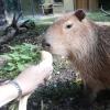 Thiagos Leibspeise sind Maiskolben. Der Capybara ist zutraulich und lässt sich inzwischen von den Tierpflegern füttern und kraulen.