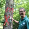 Josef Jäckle markiert diesen Baum mit einem X. Das bedeutet: Der Baum ist von Käfern befallen und muss schnellstmöglich entfernt werden.