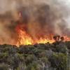 Flammen steigen aus einem Waldstück auf dem Kilimandscharo empor.