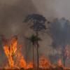 Darum geht es in Glasgow: Ein Waldstück im Amazonas-Gebiet steht in Flammen. Der Regenwald muss geschützt werden, er ist die grüne Lunge der Welt.