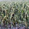 Die Maisfelder im südlichen Landkreis, hier in Bobingen, haben starken Schaden durch den Hagel genommen.