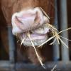 Thannhausen hat bald einen Rindermastbetrieb weniger – gegen den Landwirt wurde ein Tierhalteverbot verhängt. Von seinen mehr als 100 Tieren muss er sich bald trennen. 
