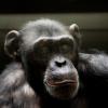 Die Schimpansen im Augsburger Zoo sollen ein neues Gehege bekommen.