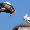 In Deiningen hebt ein Storch ab. In insgesamt 13 Orten im Ries bauen die Vögel Nester. Spitzenreiter mit 17 Storchenpaare ist Oettingen.