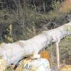 Großeinsatz der Feuerwehr in Walkertshofen: Bei Baumfällarbeiten ist ein rund 30 Meter hoher Baum auf einen Flüssiggastank gestürzt. 