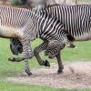 Auch bei Zebras beispielsweise sind die beiden Geschlechter gleich groß. 