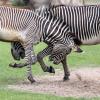 Grevy-Zebras rangeln in der Kiwara Savanne im Zoo Leipzig miteinander.