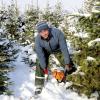 Wer es ganz frisch will, kann sich beim Weihnachtsstadl Gollmitzer in Günzburg einen Baum direkt aus der Plantage aussuchen. Mitarbeiter Slawek Klujsza sägt ihn ab und verpackt ihn für den Transport in ein Kunststoffnetz.  