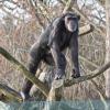Die Augsburger Schimpansen bekommen bis zum Frühjahr ein neues Außengehege, in dem sie sich wohler fühlen können als bisher.