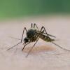 Alle Jahre wieder ein Thema am Ammersee: Kommt eine Mückenplage oder bleibt sie aus?