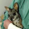 Wissenschaftler haben das Erbgut der Känguru-Art Tammar Wallaby entziffert. dpa