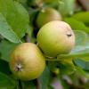 Natürliche Auslese: Hat ein Obstbaum zu viele oder unterentwickelte Früchte, lässt er sie im Juni fallen.