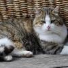 Unkontrollierte Katzenvermehrung in Rohrenfels eindämmen