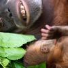 Orang-Utans, die sich mit anderen Unterarten kreuzen, bekommen sehr schwachen Nachwuchs.